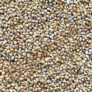 Bajra Seeds for Birds