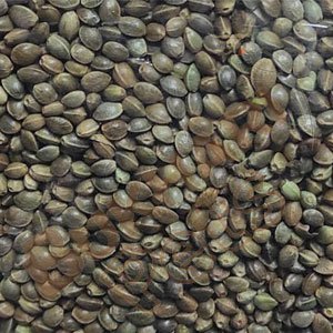 Bhang Seeds for Birds