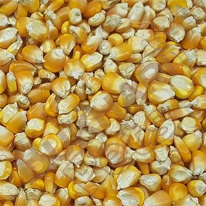 Corn Seeds