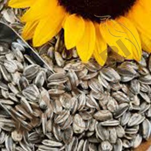 Irani Sunflower for birds feed